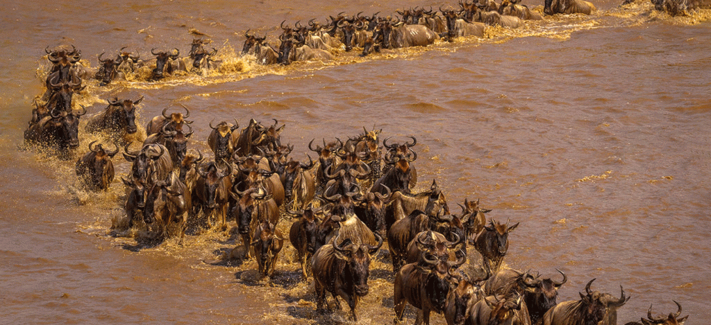 Serengeti River Crossing Safari Guide