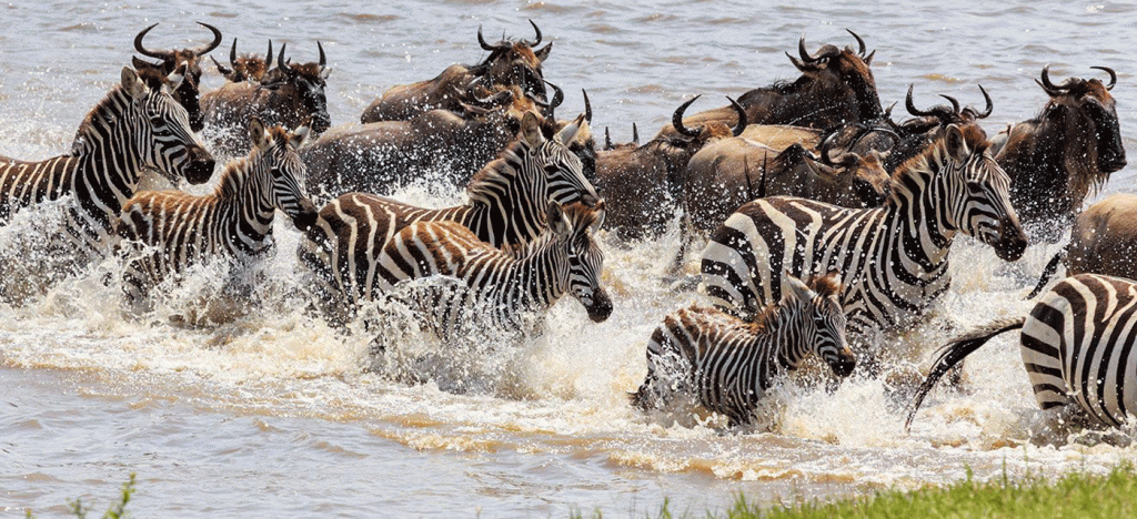 Shared Serengeti Safari Packages with Guaranteed Departures
