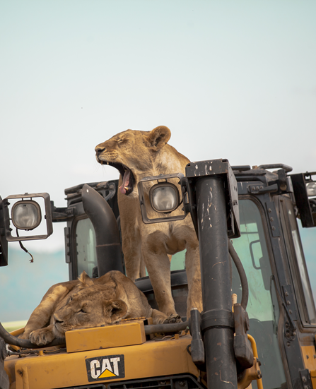 Northern Serengeti (Lobo)