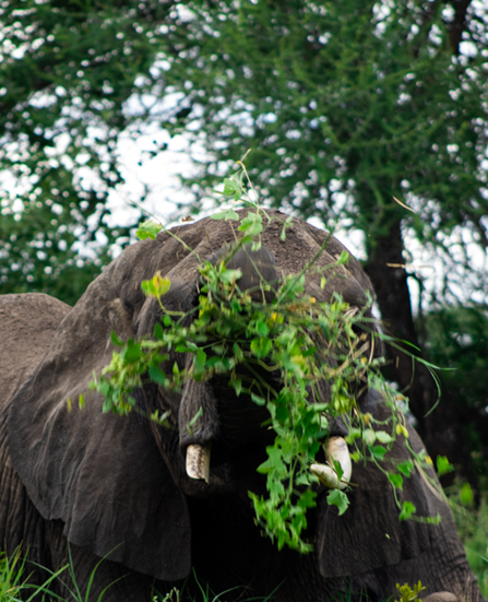 Southeastern Plains  (Ndutu)