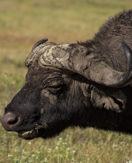 Grumeti Game Reserve