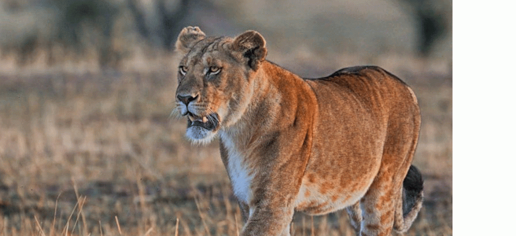 Serengeti Tours Designed for Adventure Seekers