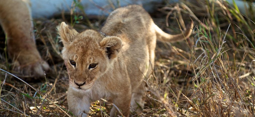 Lion cub in the Serengeti during a 4 days Serengeti migration calving season safari.