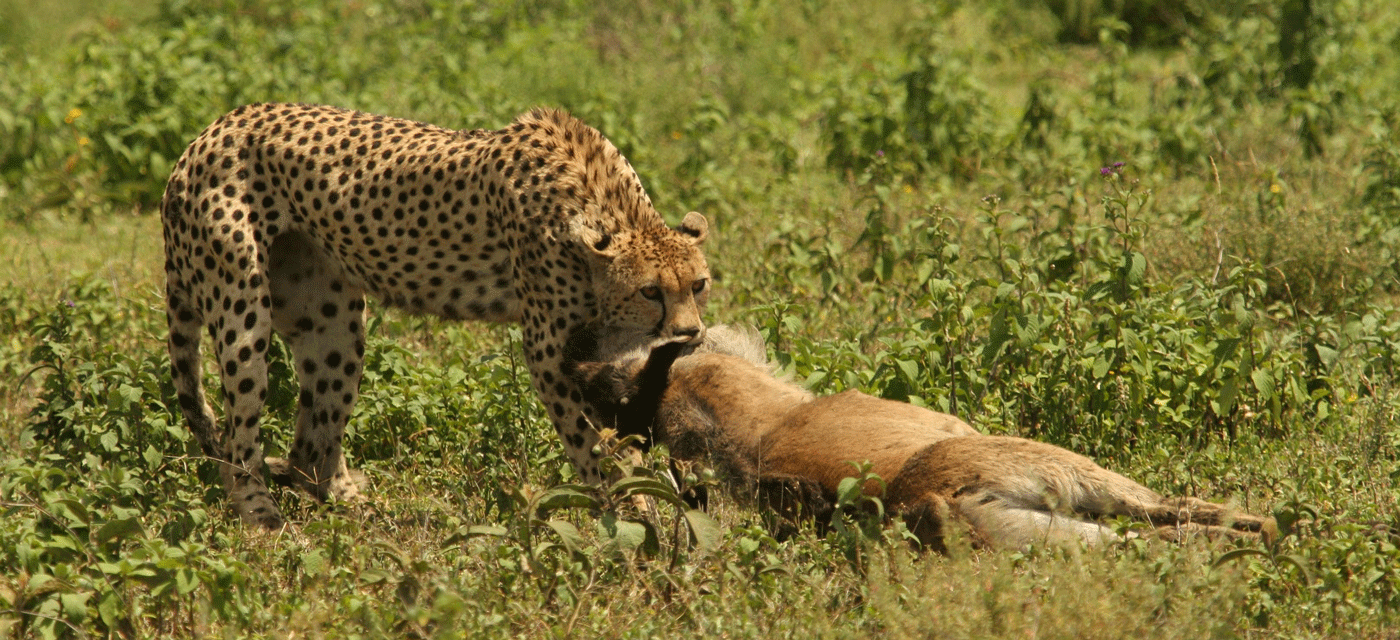 The Ultimate Serengeti Safari Guide