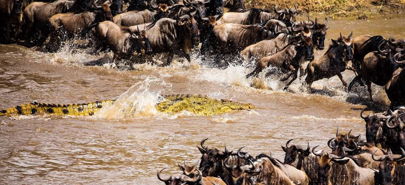 4 Days Mid-Range Serengeti Safari