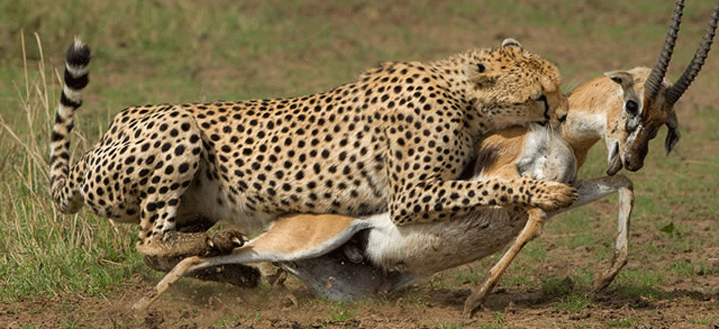 Predator behavior