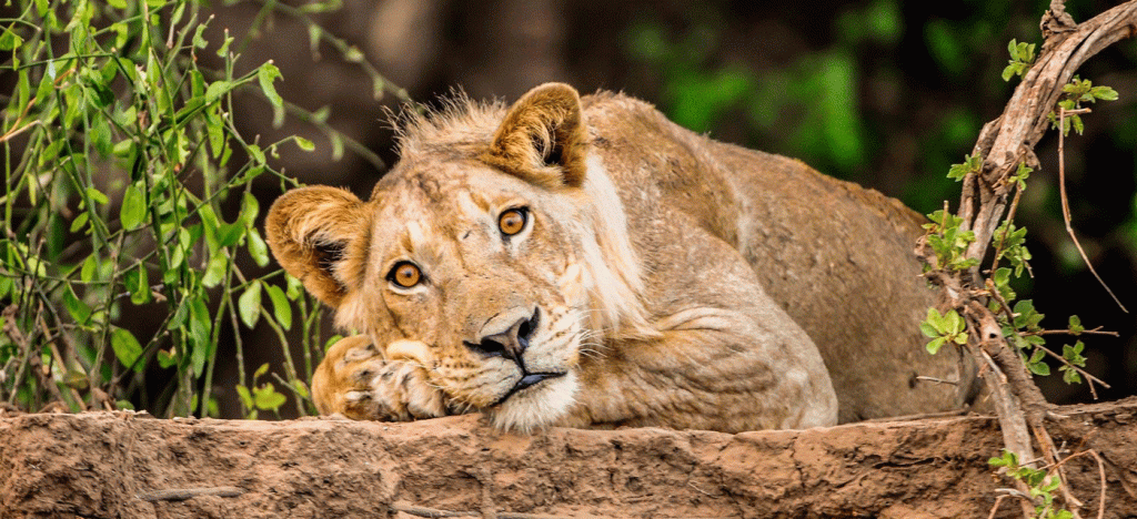 How to Capture the Perfect Wildlife Shot in Serengeti