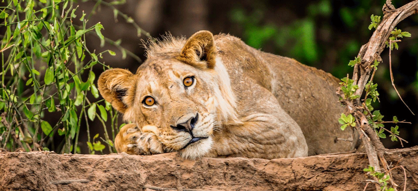 How to Capture the Perfect Wildlife Shot in Serengeti