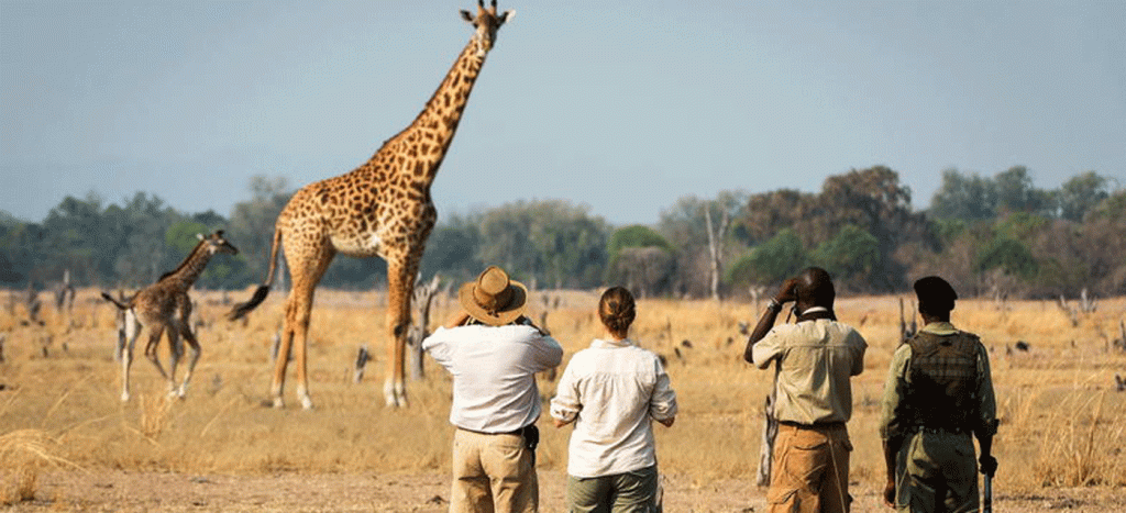Experience a Guided Walking Safari