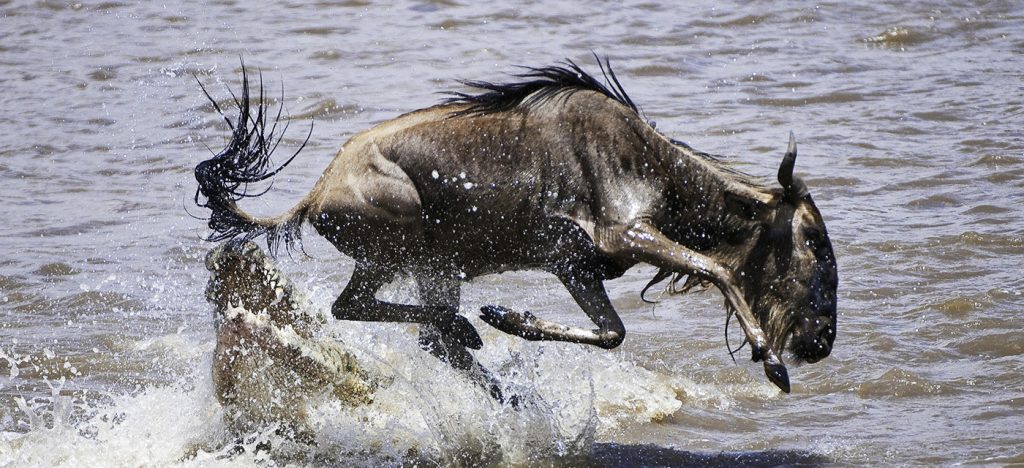 Wildebeest crossing the Mara River during the Serengeti Great Migration in Northern Tanzania