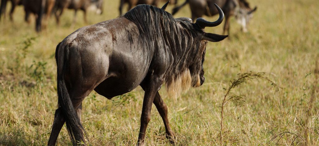 Massive wildebeest herd during the 8 Day Serengeti Great Migration Safari in Tanzania