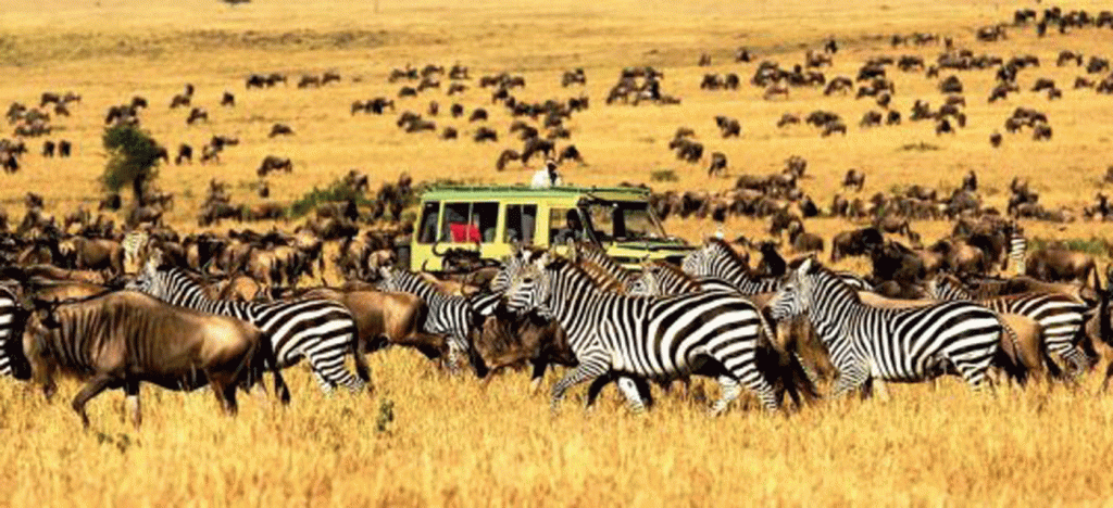 Enhanced Wildlife Viewing and Comfort Features
