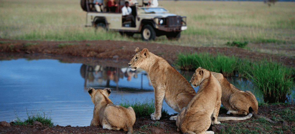 Daily Game Drives and Wildlife Viewing