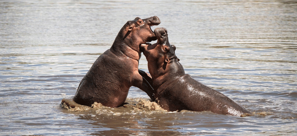 6 Days Serengeti Explorer Safari