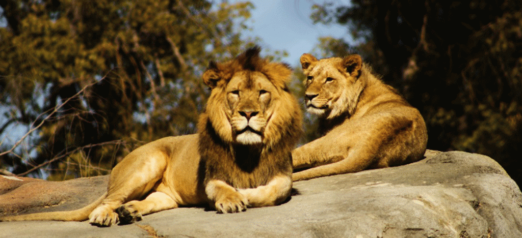 Tanzania Safari Experts and Serengeti Experience