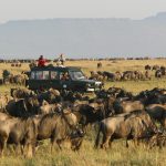 Serengeti Safari Trip Planner Best Routes and Game Drive Options