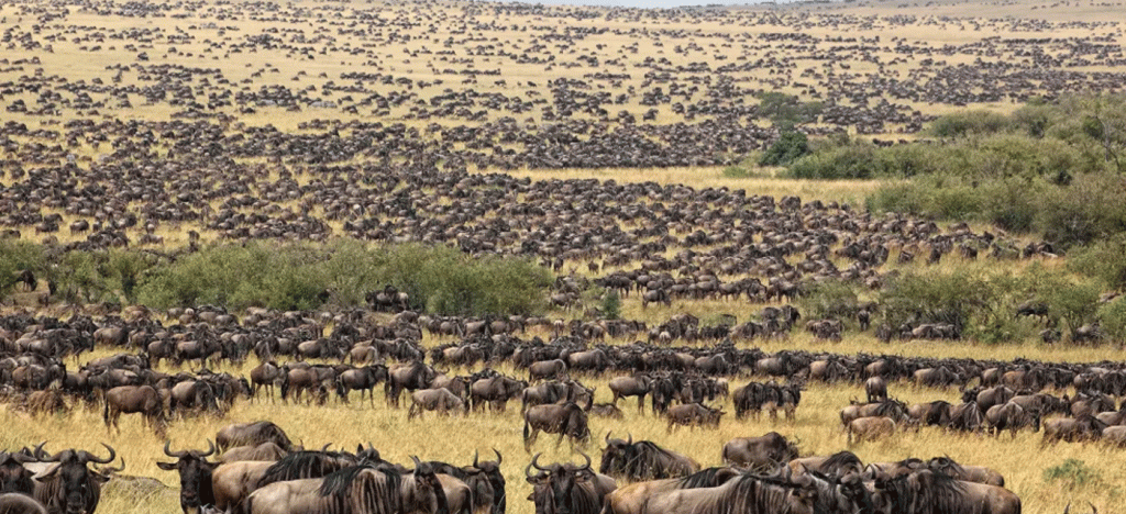Serengeti Calving Season Safari