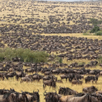 Serengeti Calving Season Safari