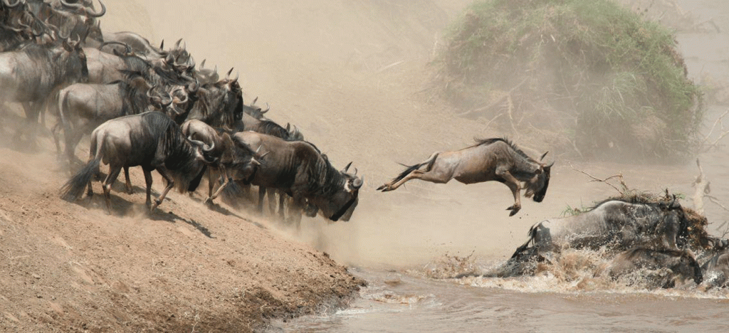 3 Days Serengeti Great Migration Safari from Arusha