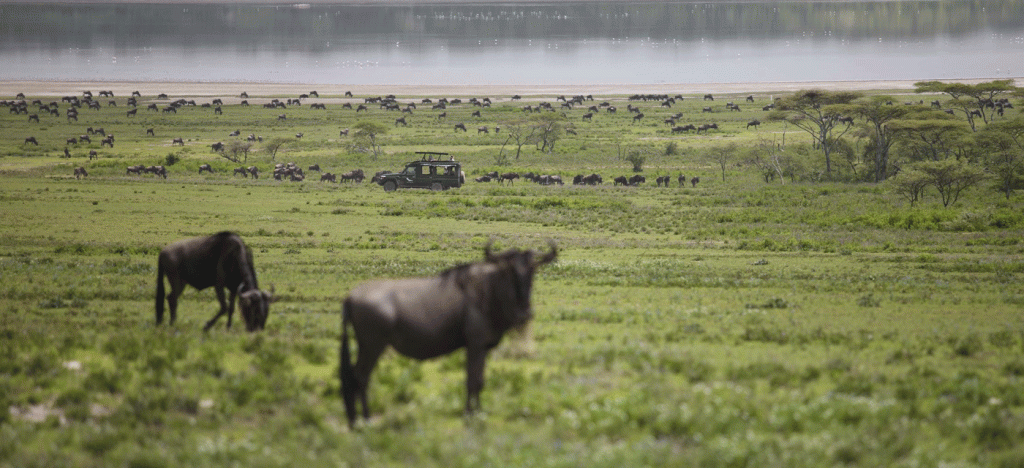 Verified Serengeti Safari Operator with Local Licensed Guides