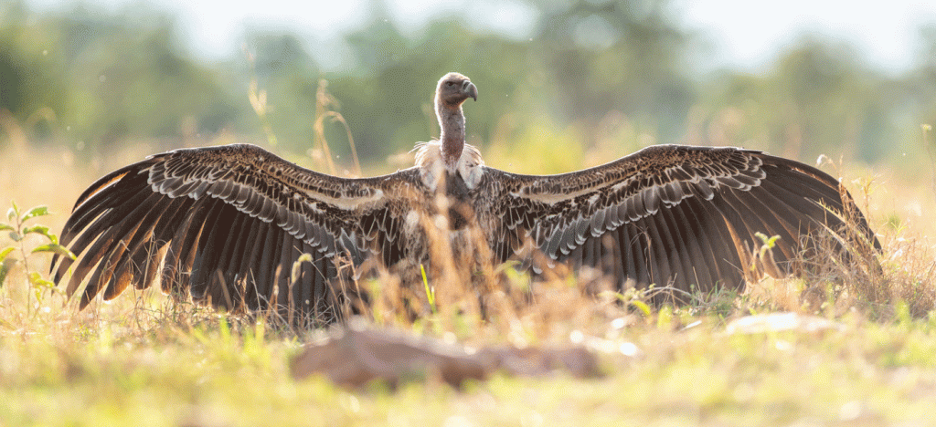 Why Serengeti Is the Best Choice for safaris