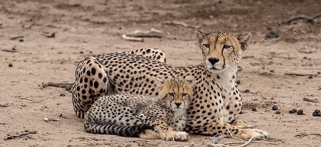 Why Serengeti Is the Best Choice for safaris