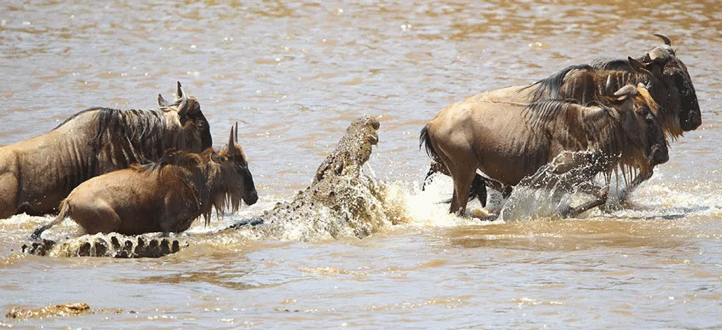 River Crossings in Serengeti