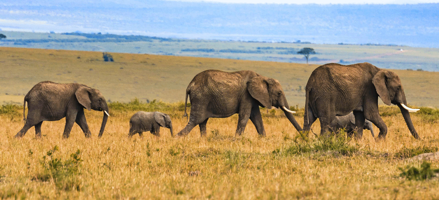 The Ultimately Serengeti Safari Complete Guide