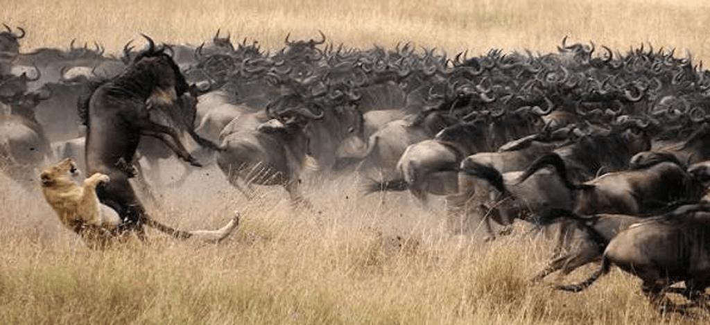 Predator vs Prey Dramatic Wildlife Moments in Serengeti