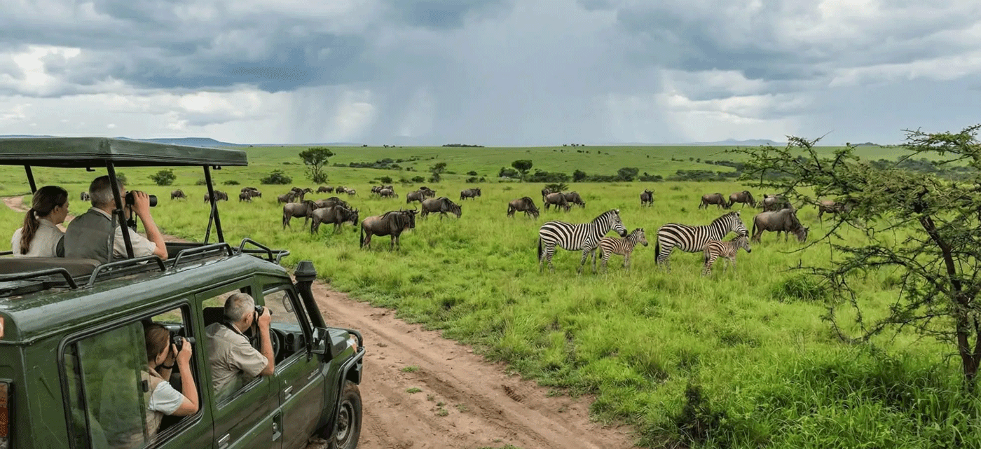 Affordable Serengeti Safari Deals with Trusted Local Guides