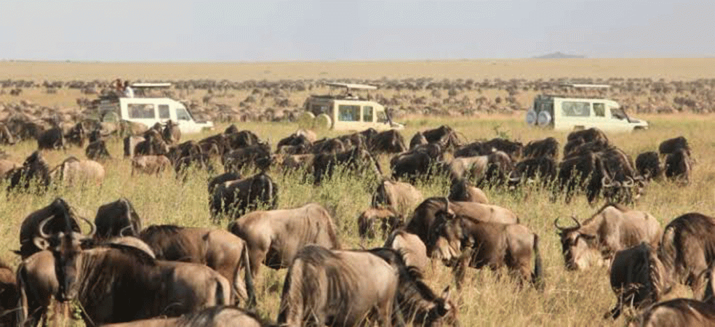 How to Plan the Perfect Serengeti Safari Adventure