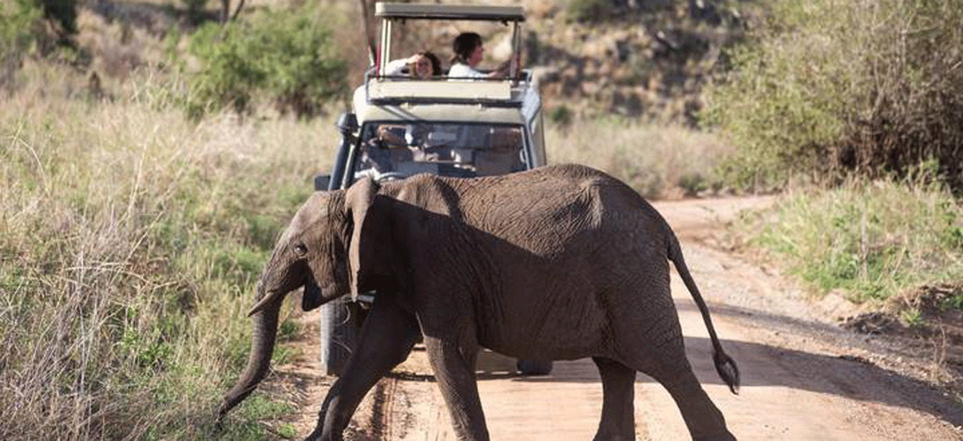 Budget Safari in Serengeti