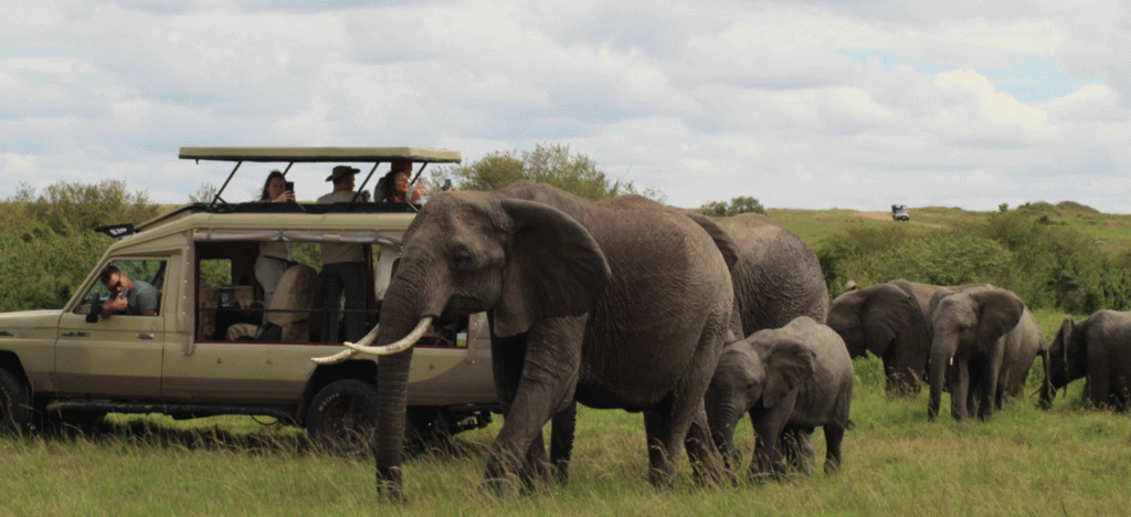Private Guide vs Shared Guide in Serengeti Key Differences