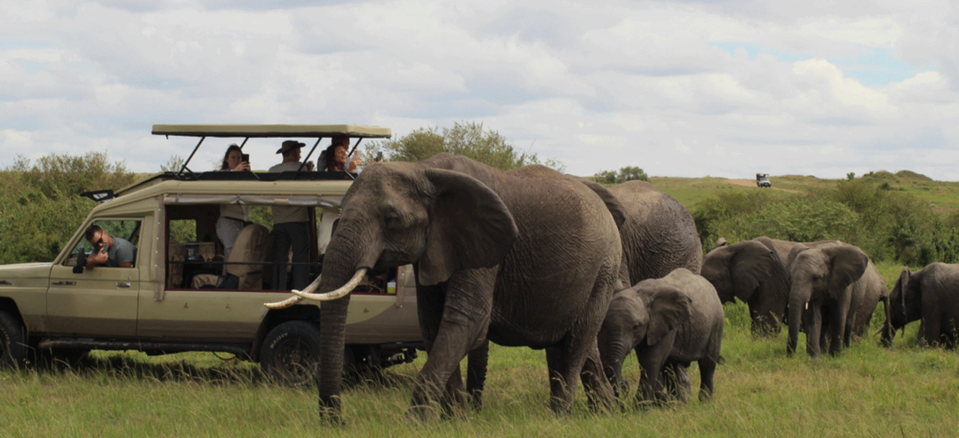 Affordable Serengeti Safari Deals with Trusted Local Guides