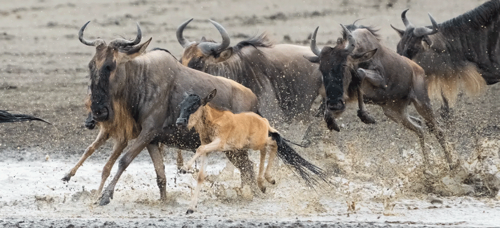 Ndutu area in Serengeti National Park