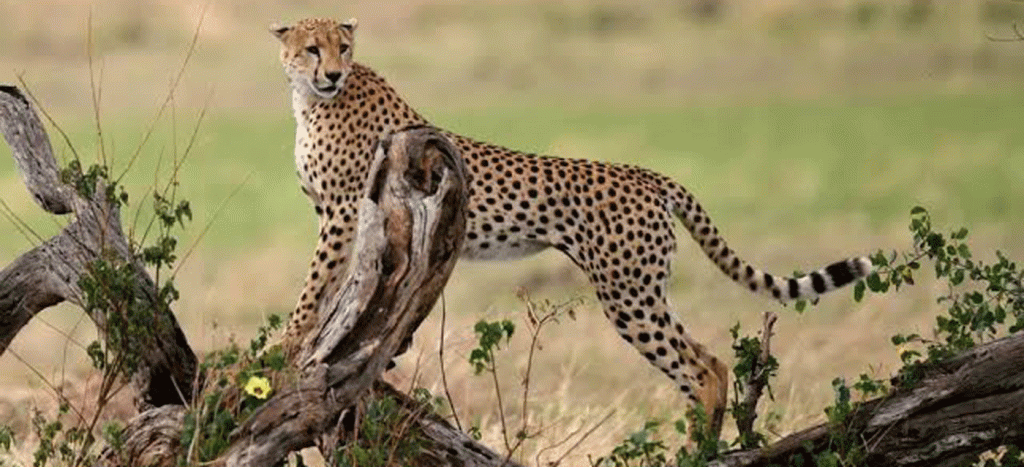 Serengeti Weather Guide: What to Expect Year-Round