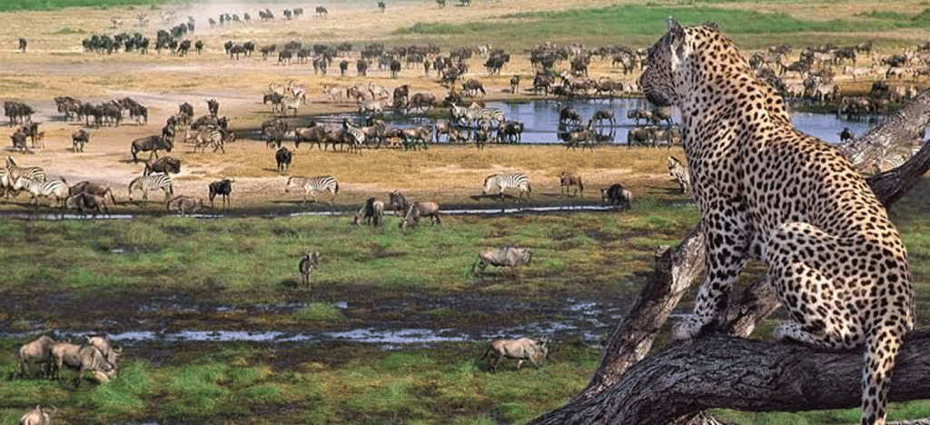 When Is the Cheapest Time to Visit Serengeti
