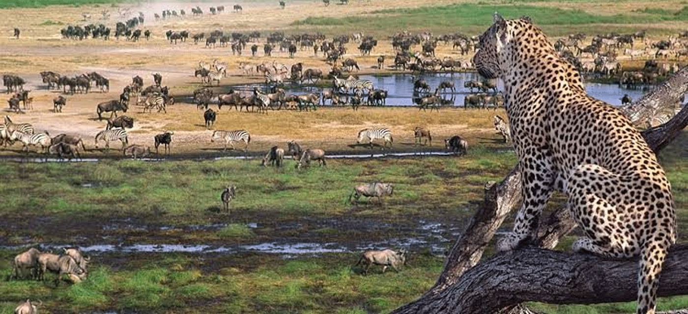 Top Wildlife You Can See in Serengeti National Park