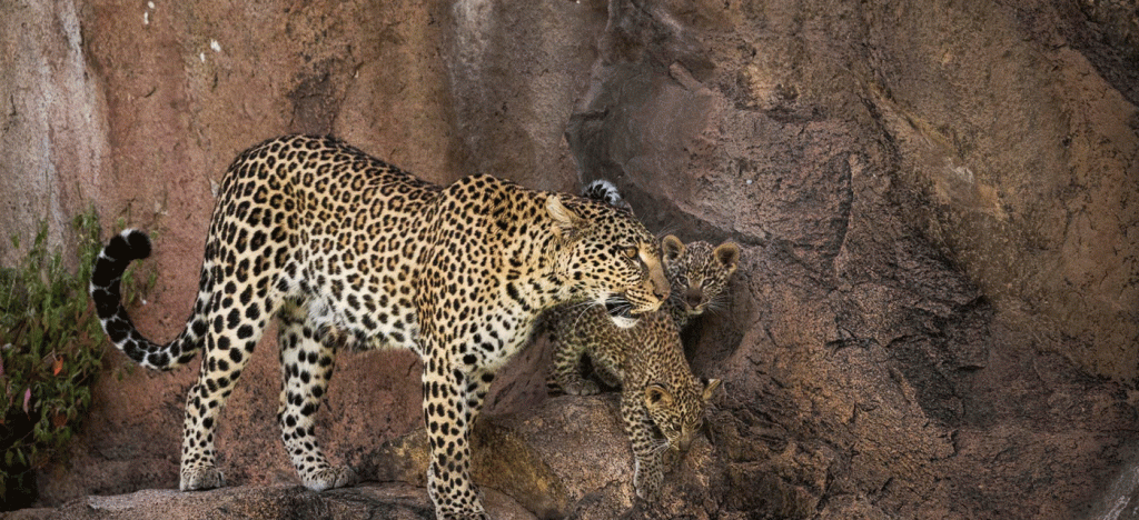Leopard Sightings in Serengeti: Best Areas & Tips
