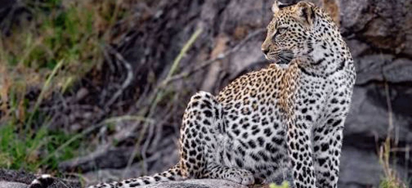 Serengeti Predators