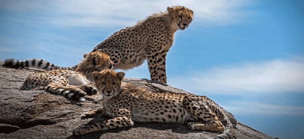 How Much Should You Budget for a Tanzania Safari?