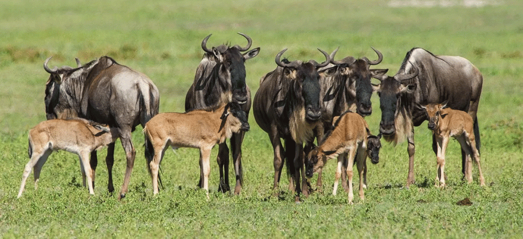 Better destination for wildlife all year around 