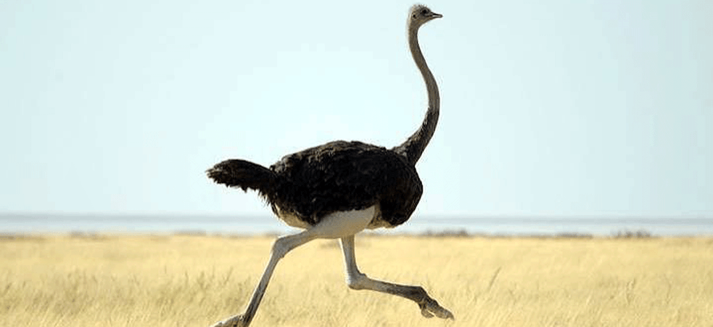 Serengeti National Park in January