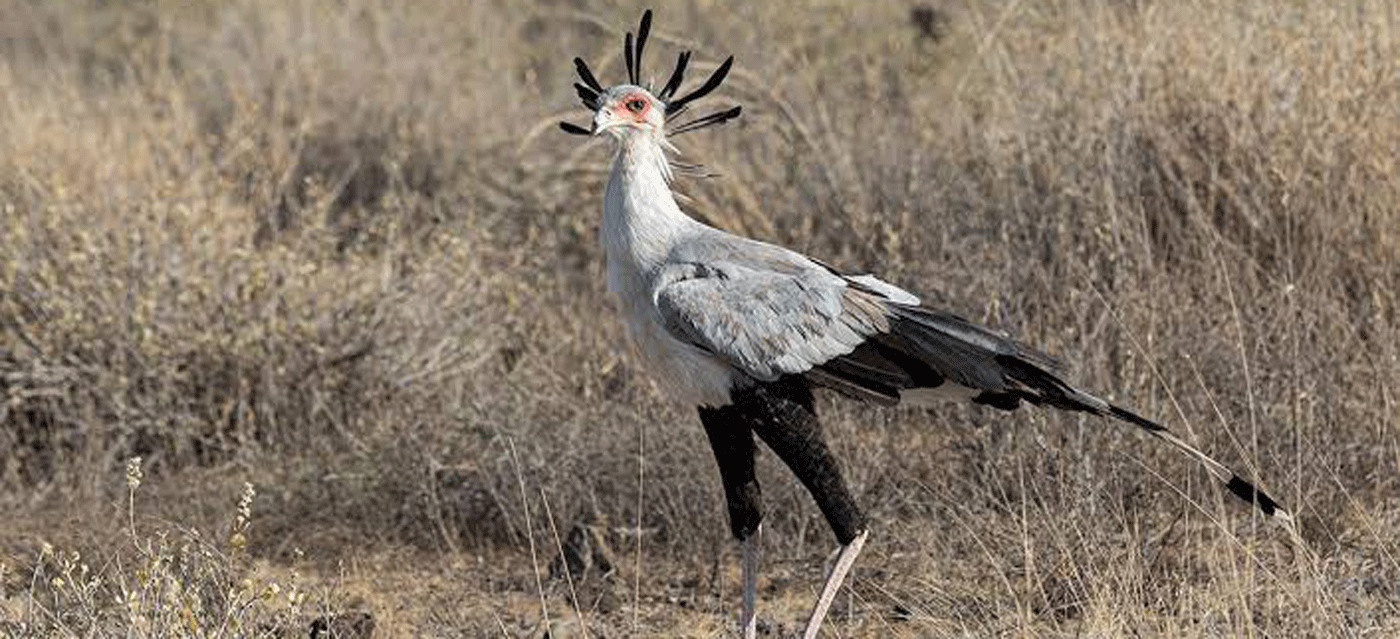 Birdwatching in Serengeti Top Species to Look For