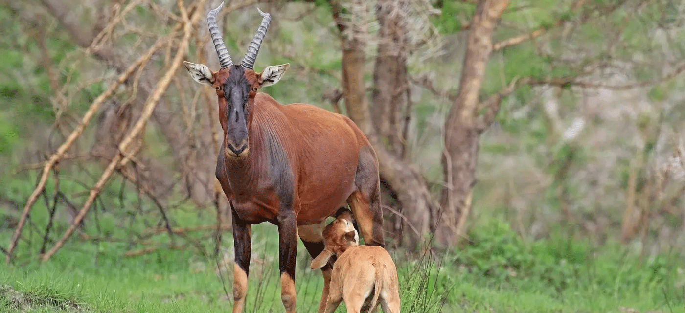 A Month-by-Month Guide to Weather in Serengeti National Park