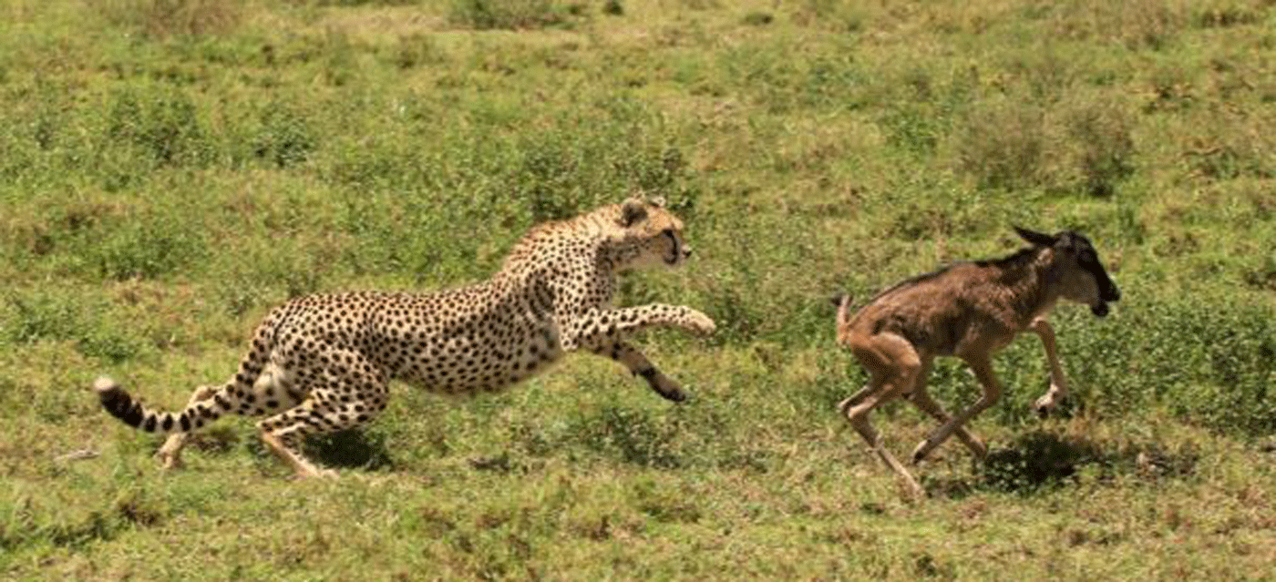 Serengeti Safari Packages from Arusha