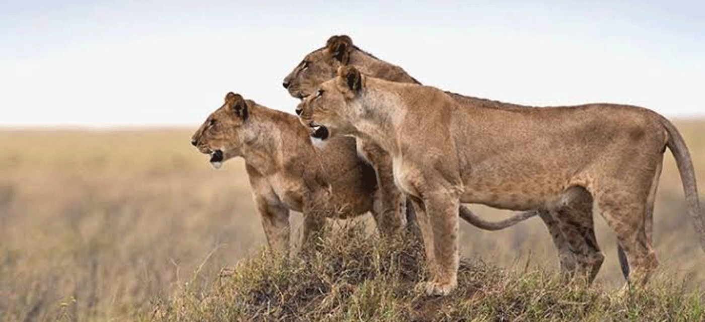 Big Cat in Serengeti