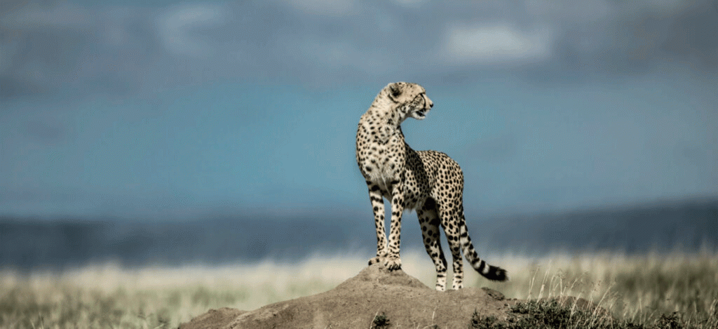 Why Serengeti Is the Best Choice for safaris