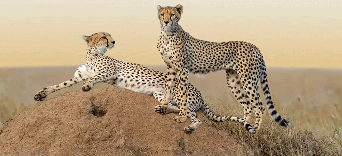 Best Safari Routes for Wildlife Viewing in Serengeti.