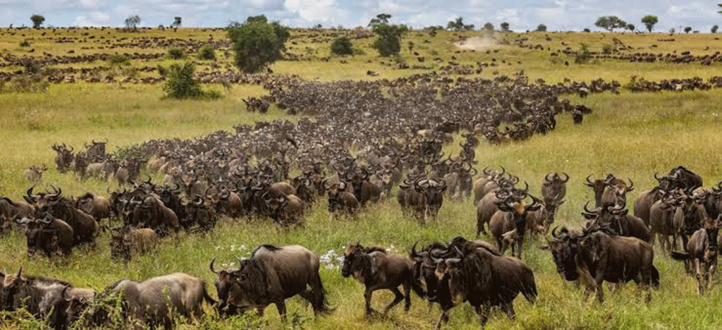 Last-Minute Serengeti Safari Packages Available Now